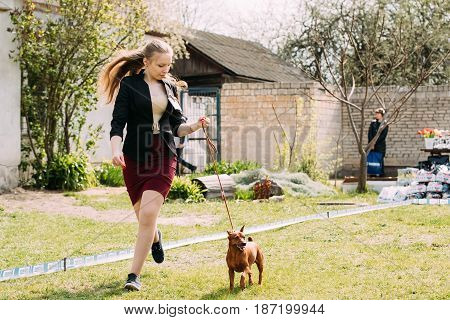 Gomel, Belarus - April 29, 2017: Funny Dog Red Brown Miniature Pinscher Pincher Min Pin Zwergpinscher Running Near Woman At Summer Season.