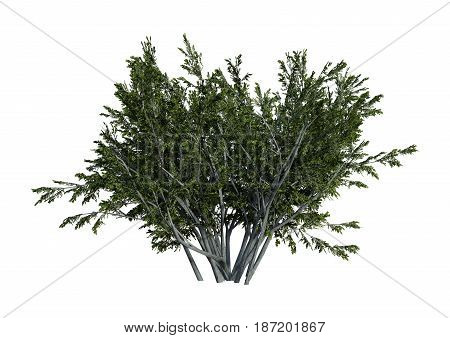 3D rendering of a creosote bush or Larrea tridentata or greasewood or chaparral or gobernadora isolated on white background