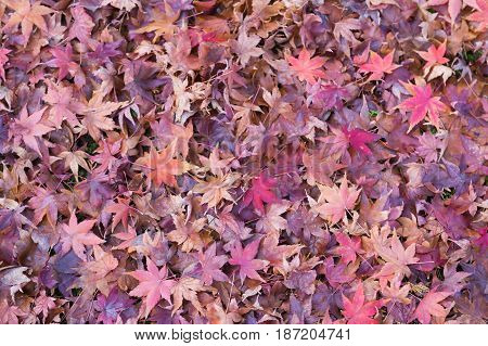Natural fallen maple leaves during autumn season changed natural landscape background