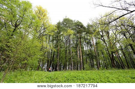 Beautiful forest on the background of blue sky photographed in close-up