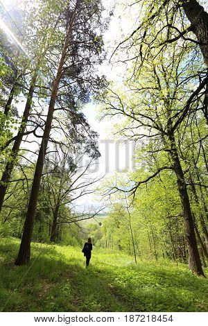 Beautiful forest on the background of blue sky photographed in close-up
