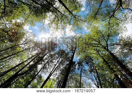 Beautiful forest on the background of blue sky photographed in close-up