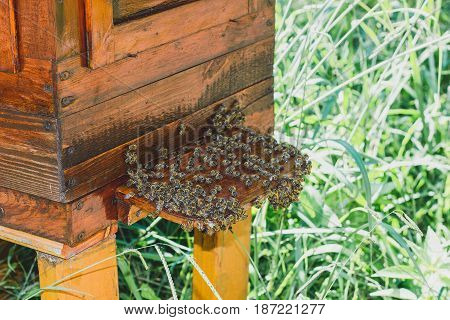 Swarm of bees that sit on the hive