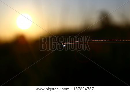 Dew drops on green grass on the background of sunrise