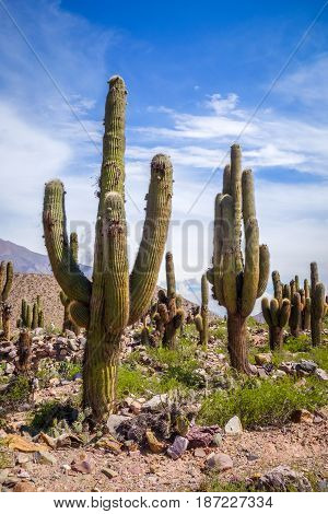 Giant Cactus In The Desert, Argentina