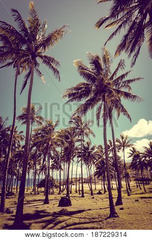 Anakena Palm Beach And Moais Statues Site Ahu Nao Nao, Easter Island