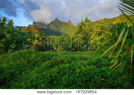 Moorea Island Jungle And Mountains Landscape
