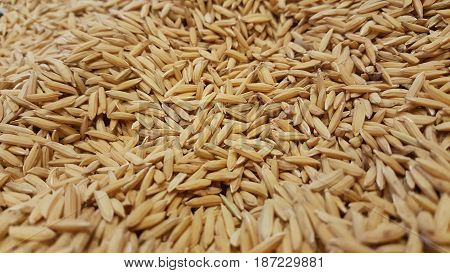 Paddy rice, Paddy rice has not shell out. Spread of paddy jasmine rice on the yard to dry in the sun Thailand ready to process as mass product.
