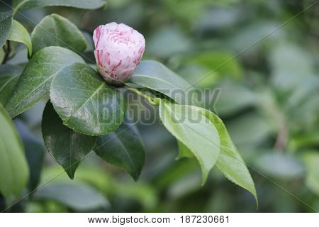 Japanese Camellia (camellia Japonica) Pink Bud