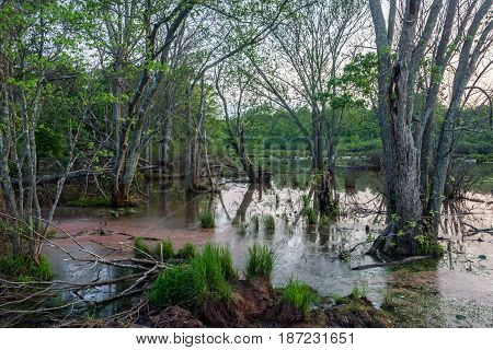 A wetland at dusk as seen in Englishtown New Jersey.