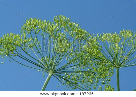 Dill