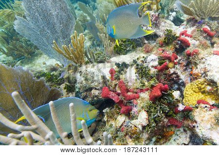 Two queen angelfish swimming around the coral reef
