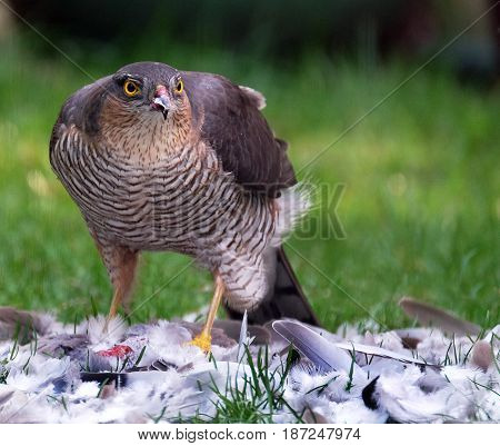 Female Sparrow hawk with kill on house lawn.