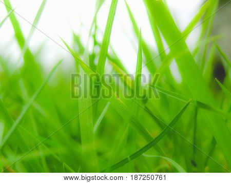 Grass Meadow Weed