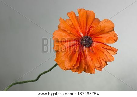 Orange decorative poppy flower on gray background.