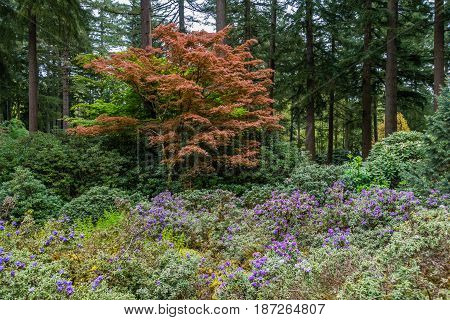 A view of a tree with brwon leaves in the Pacific Northwest.