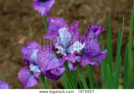 Ryder See Iris 2