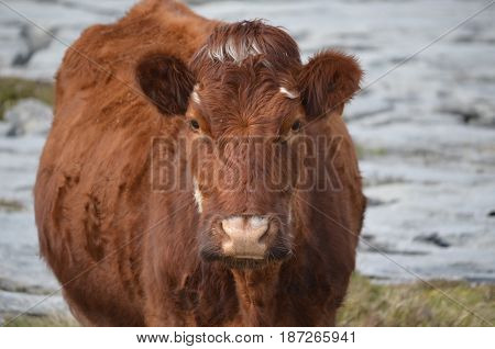 Great looking shaggy brown cow on the Burren in Ireland.