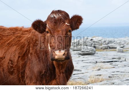 Beautiful brown cow on the Burren in County Clare Ireland.
