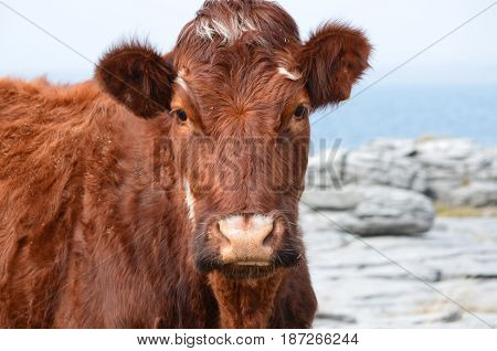 Brown cow standing on the burren in County Clare Ireland.