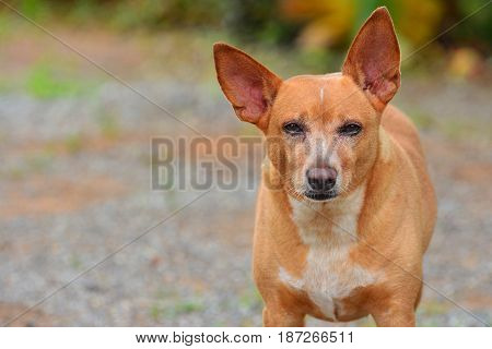 Close up face The Russian Toy Terrier dog It seems have Purpose and Unwavering Focus . Copy Space