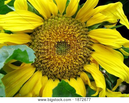 Sonnenblume