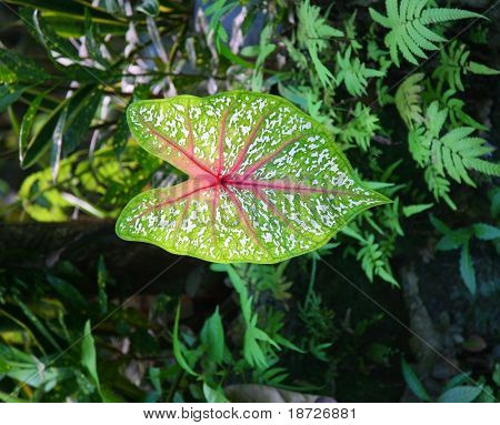 rainforest plant leaves