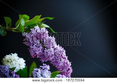 A branch of lilac on a black background
