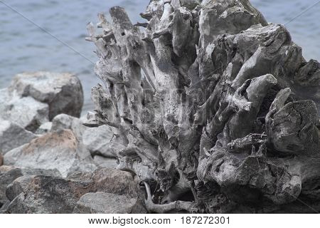 Part of the uprooted tree lying on the stones near the river