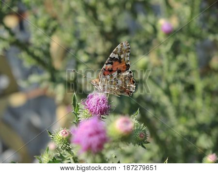 Butterfly sitting on a Thistle flower and drinks the nectar
