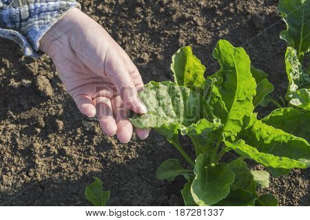Farmer hand in sugar beet field selective focus. Agricultural concept.