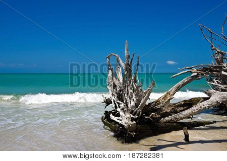 Beautiful Weathered Driftwood