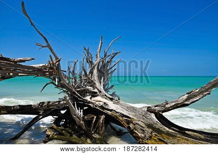 Beautiful Weathered Driftwood