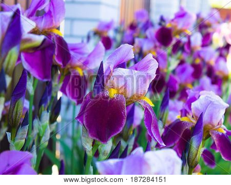 Close-up of a many  flowers of bearded iris (Iris germanica). Flower bed of irises. Iridarius