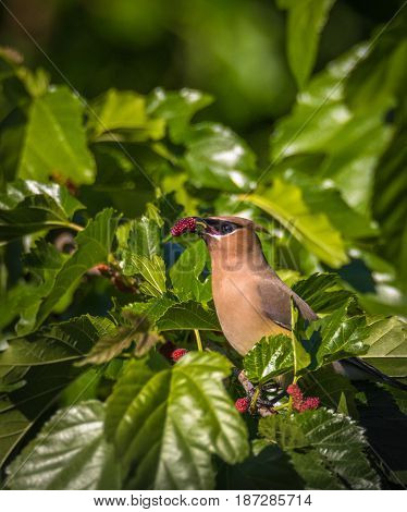 Brown waxwing bird eating a red mulberry surrounded by green leaves