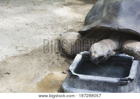 An Aldabra Tortoise Eating In A Zoo