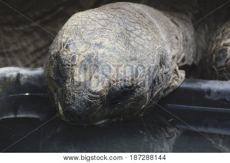 An Aldabra Tortoise Eating In A Zoo