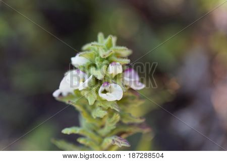 Macro photo of a Belardia flower (Bartsia trixago).