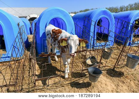 Young cute calf in Dairy farm, breeding catle