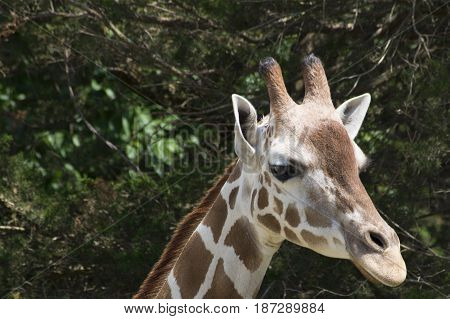 A photo of a giraffe in a zoo