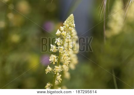 Flowers of a yellow mignonette (Reseda lutea)