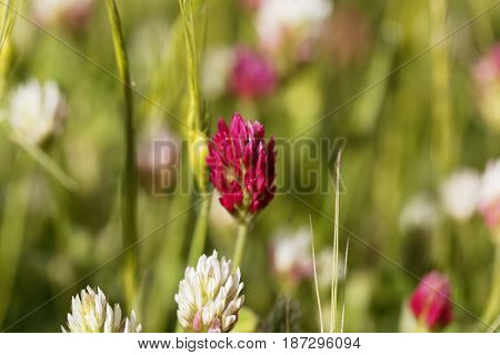 Flower of a narrowleaf crimson clover (Trifolium angustifolium)