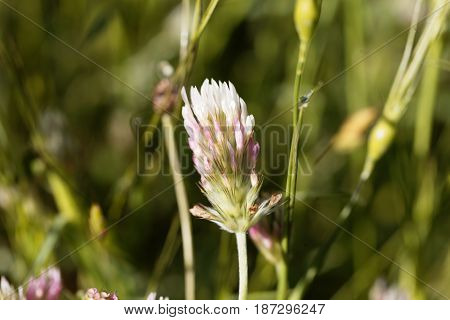 Flower of a narrowleaf crimson clover (Trifolium angustifolium)