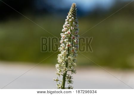 Flower of a white mignonette (Reseda alba)
