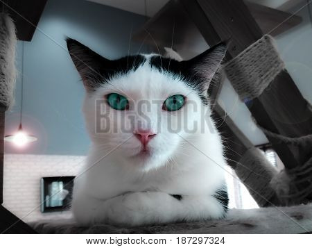 Sophisticated Turquoise Eyed Cat Posing for the Portrait