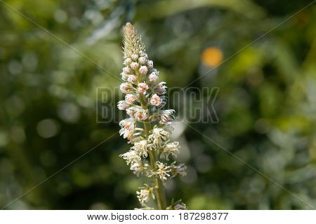 Flower of a white mignonette (Reseda alba)