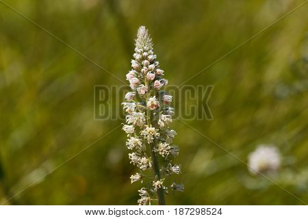 Flower of a white mignonette (Reseda alba)