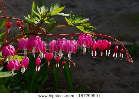 Dicentra Gorgeous Or Flower Bleeding Hearts
