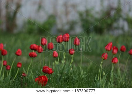 nature, plants, flowers, beauty, spring, tulips, Túlipa,perennial bulbs, Lily family, Liliaceae