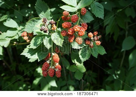 Blackberries ripen on thornless blackberry plants in a garden in Joliet, Illinois during July.